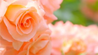 Thumbnail of post image 030