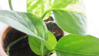 Thumbnail of post image 128